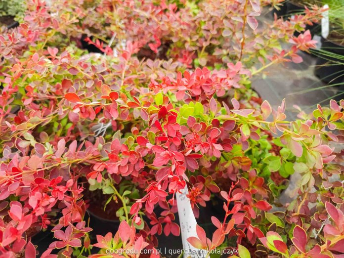 Berberys Thunberga Red Carpet